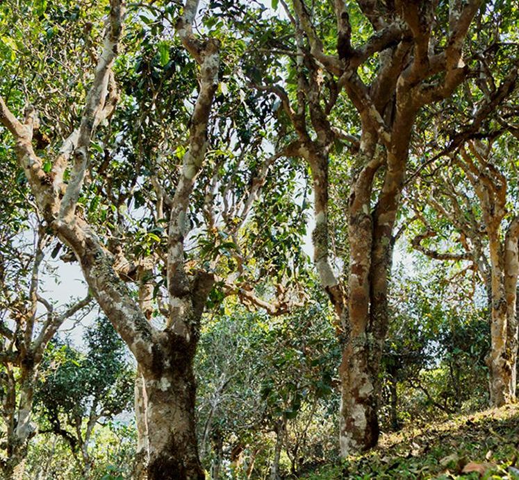 2022年蠻磚瓦龍古樹(shù)春茶價(jià)格？