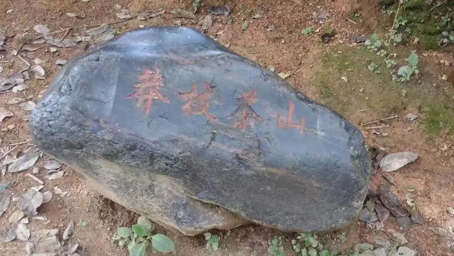 2022年莽枝古樹春茶特點(diǎn)？