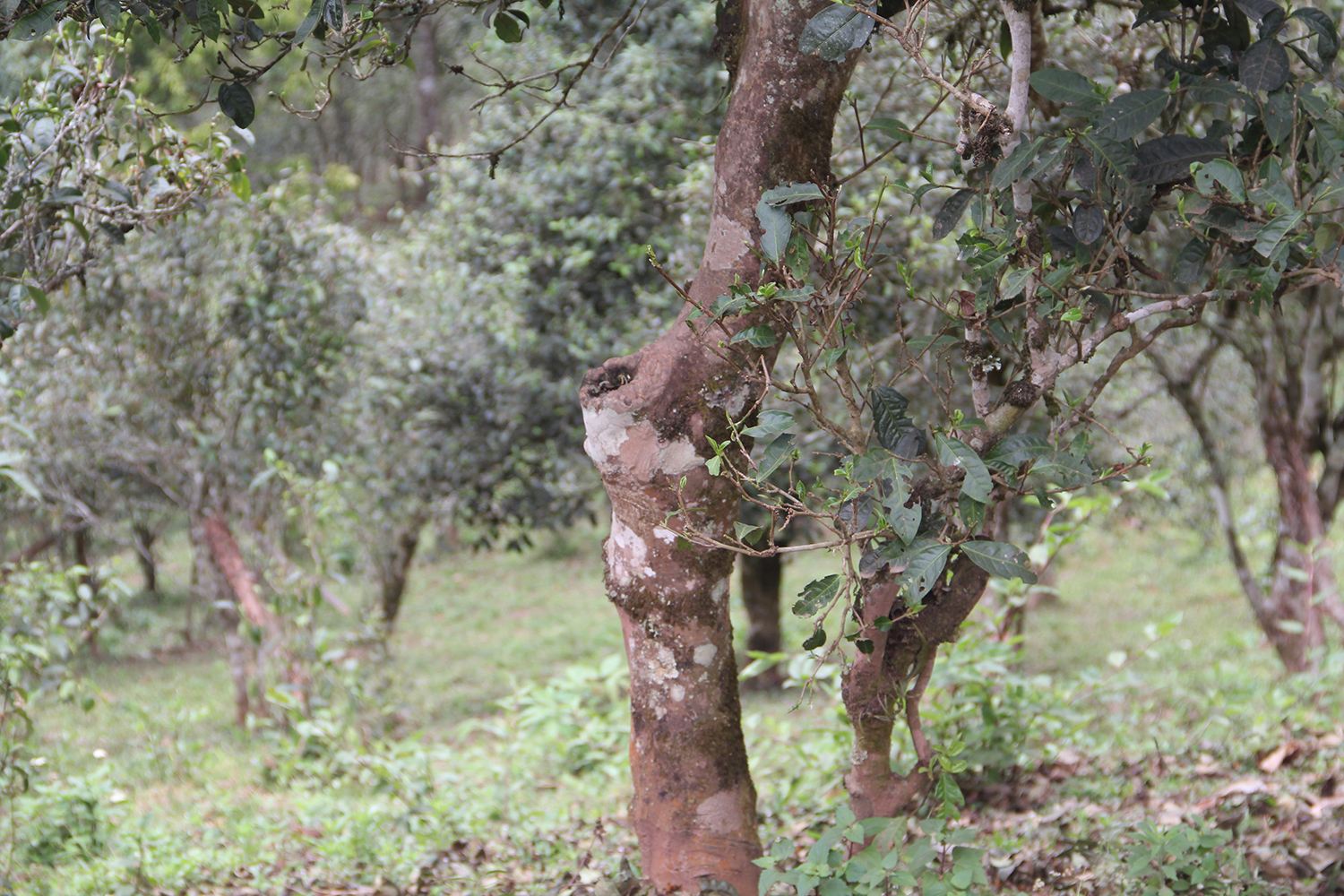 2022年莽枝古樹春茶價格？