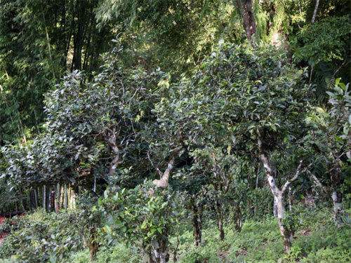 2022年攸樂古樹春茶特點？