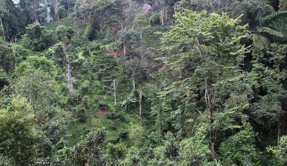 2022年攸樂古樹春茶口感？