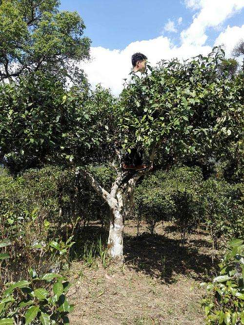 2022年攸樂古樹春茶多少錢一公斤？