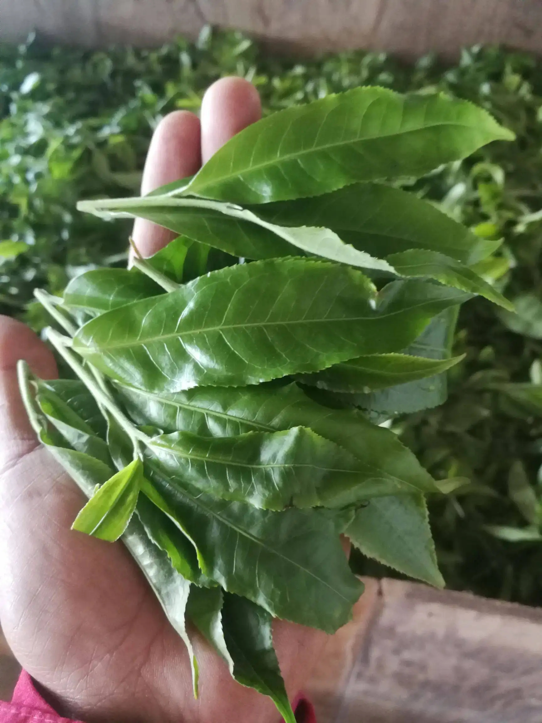 2022年易武曼秀古樹春茶價格？