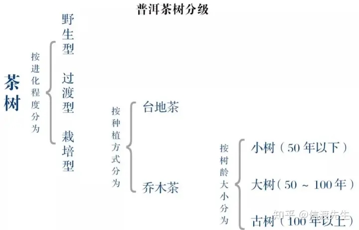 2022年按順序排列普洱茶樹等級 怎么分？
