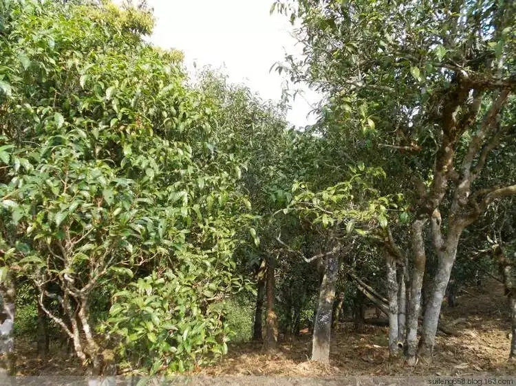 普洱茶山野味怎么解釋?zhuān)? decoding=