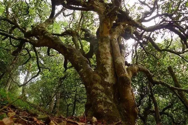 冰島！普洱茶界最有名的山頭，一次性把冰島茶講清楚！
