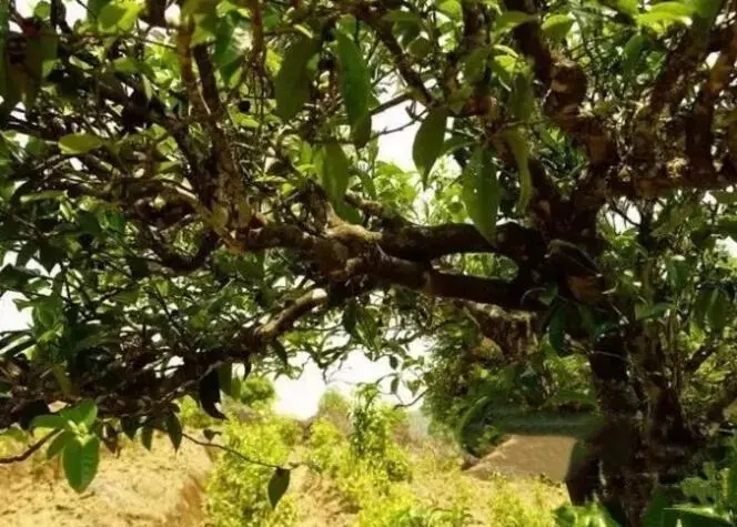 如何鑒別普洱茶樹齡？