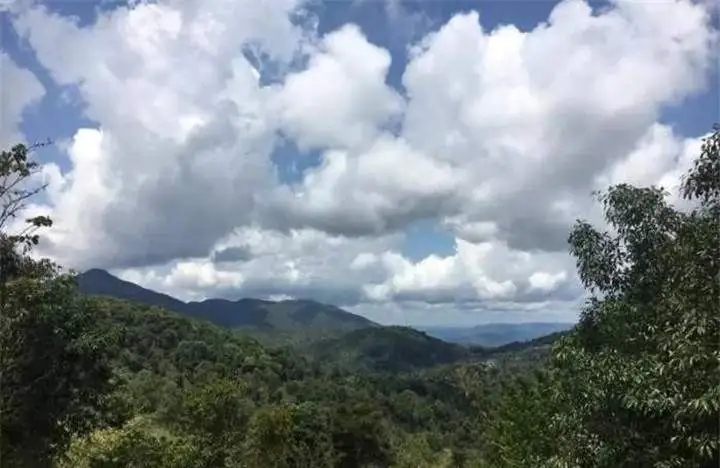 喝普洱茶的人為什么喜歡追山頭？無非就是這幾個原因