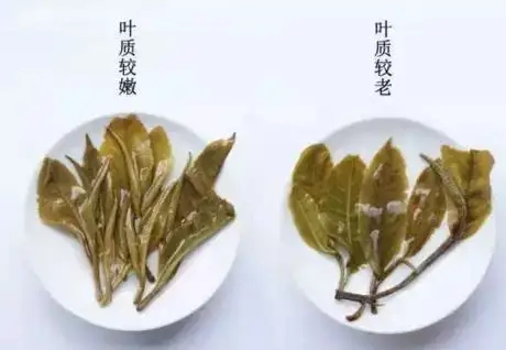 生普？熟普？如何挑選一款普洱茶？