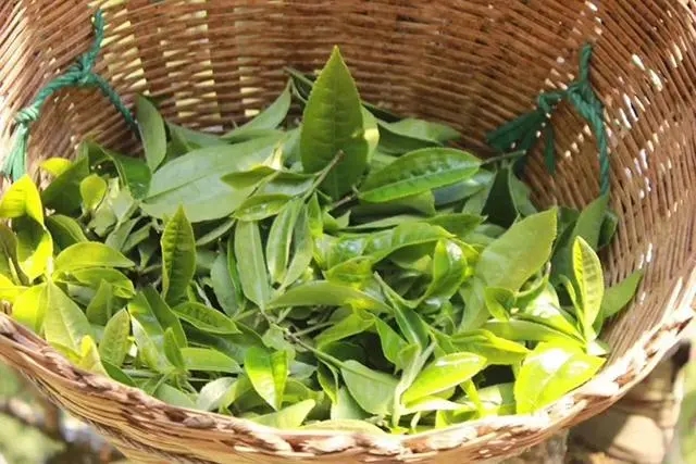 普洱茶3大核心產(chǎn)區(qū)，請好好收藏！