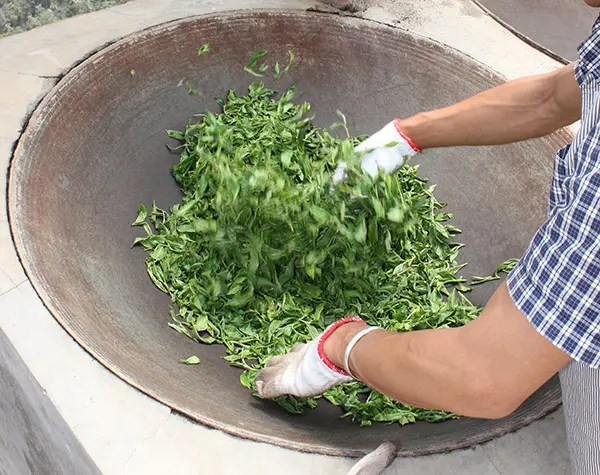 “殺青”是如何影響普洱茶品質(zhì)的？