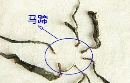 馬蹄竟然還能喝？普洱茶里的馬蹄你有了解過嗎？