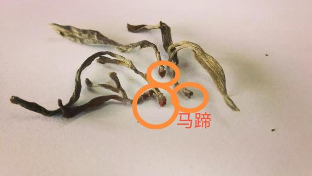 “馬蹄梗”多少跟季節(jié)有關(guān)系？