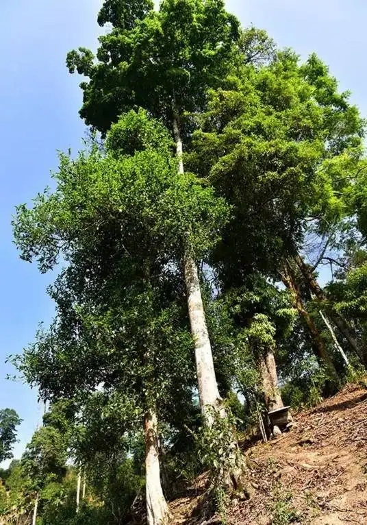 普洱茶概念中的“國(guó)有林”、“高桿古樹(shù)”是怎么樣的存在？