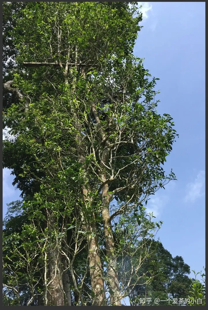 高桿古樹做成的普洱茶，憑什么紅遍大江南北？