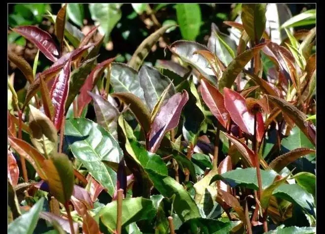 紫芽普洱茶真的都很珍貴嗎？這篇文章說(shuō)到你心坎上了