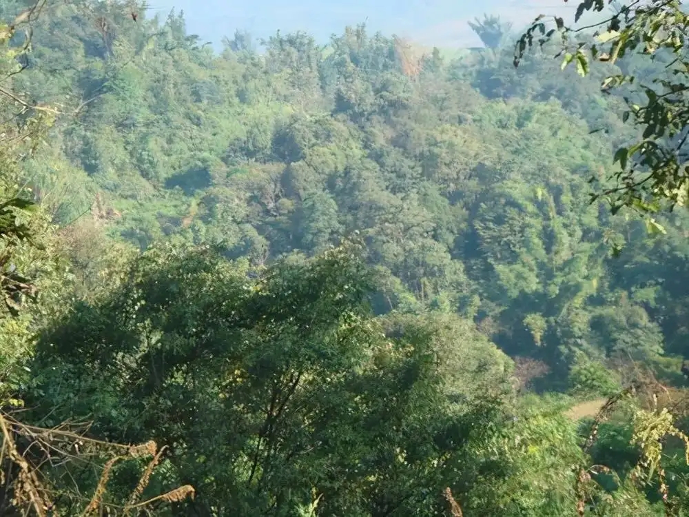 茶山紀(jì)實(shí)：再進(jìn)犀牛塘，不一樣的感覺；菁瑤可以預(yù)見的豐收年