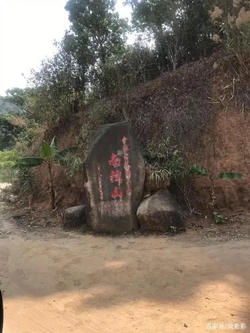 古茶第一村”，你見過這樣的茶樹嗎？