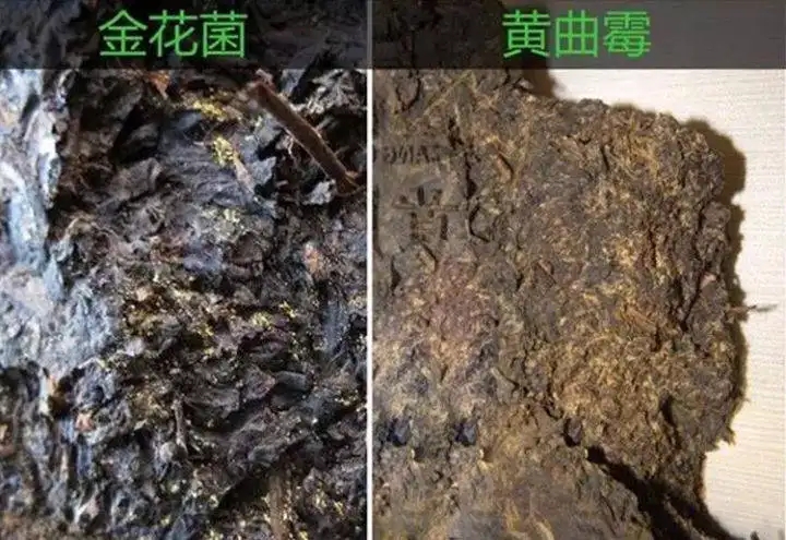 從普洱茶致癌論說開，再談普洱茶與黃曲霉毒素的關(guān)系。