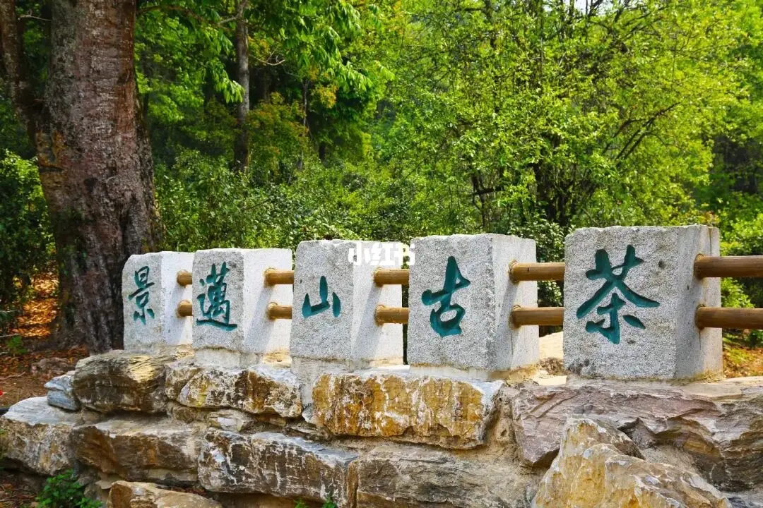 普洱茶的年份：新茶、老茶、中期茶、印級茶、古董茶