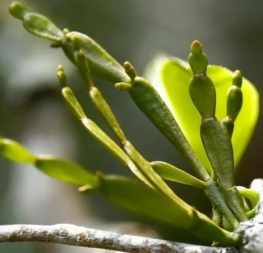 “螃蟹腳”是什么？