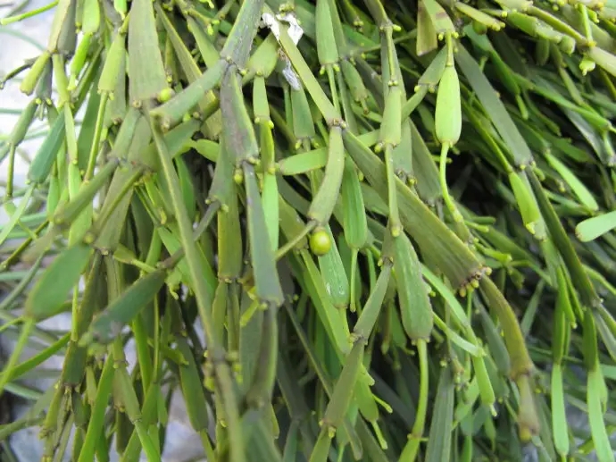 普洱茶中的“螃蟹腳”，到底是什么？如何辨別？