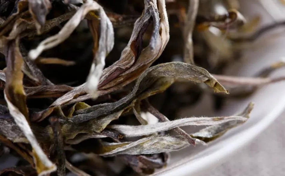 普洱茶樹生長的海拔越高，品質(zhì)就越好嗎？