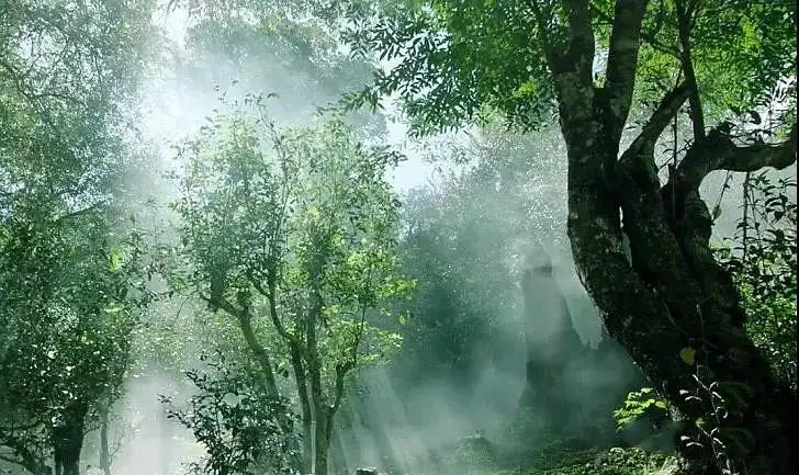 獨(dú)有神韻的瀾滄景邁古樹(shù)茶！