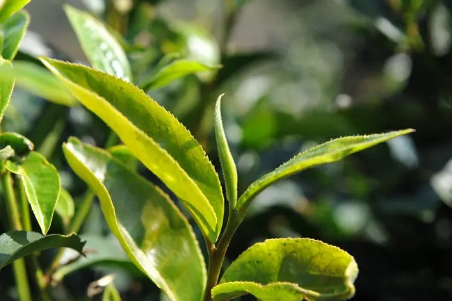 普洱茶“山野氣韻”如何形成？