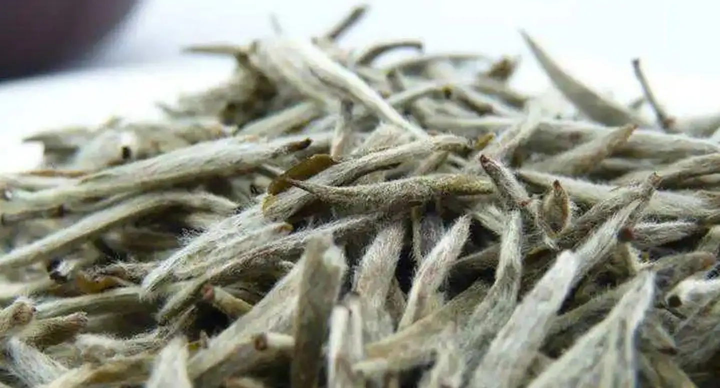 茶毫越多的茶，品質就越高嗎？
