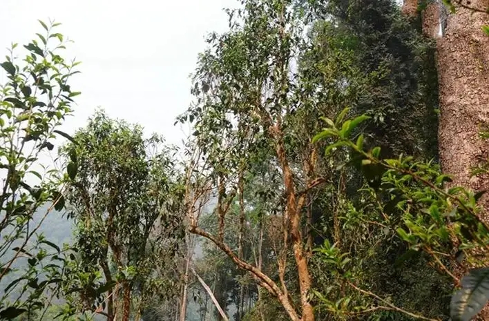 易武白茶園 | 量少珍稀古樹茶、易武茶中的佼佼者~香揚水柔有內質