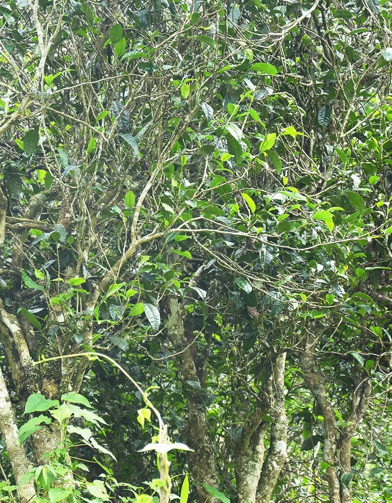 香竹箐：千年的觸摸，穿越時(shí)空的證明