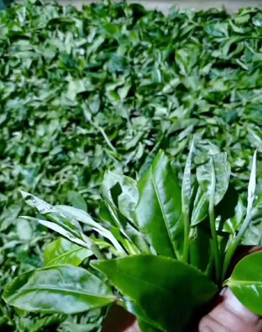 【答疑解惑】關(guān)于勐庫大葉種，你了解多少？