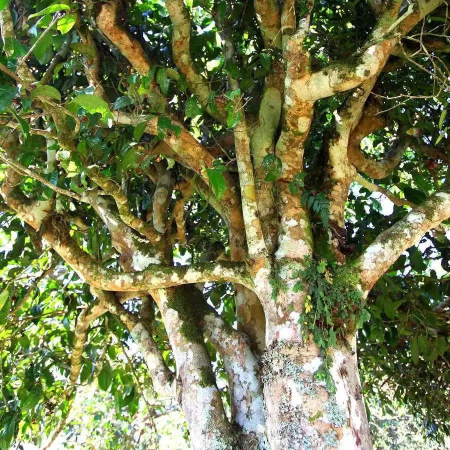 來自易武秘境的至味臻品！氣韻強勁，余韻深邃，一口喚醒你的味蕾~