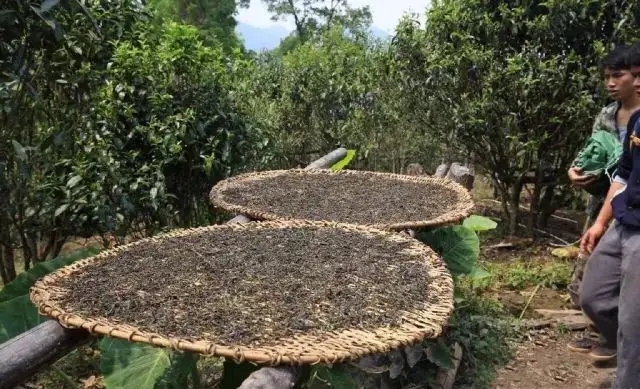 顛覆認知！普洱茶的傳統(tǒng)工藝究竟是什么？