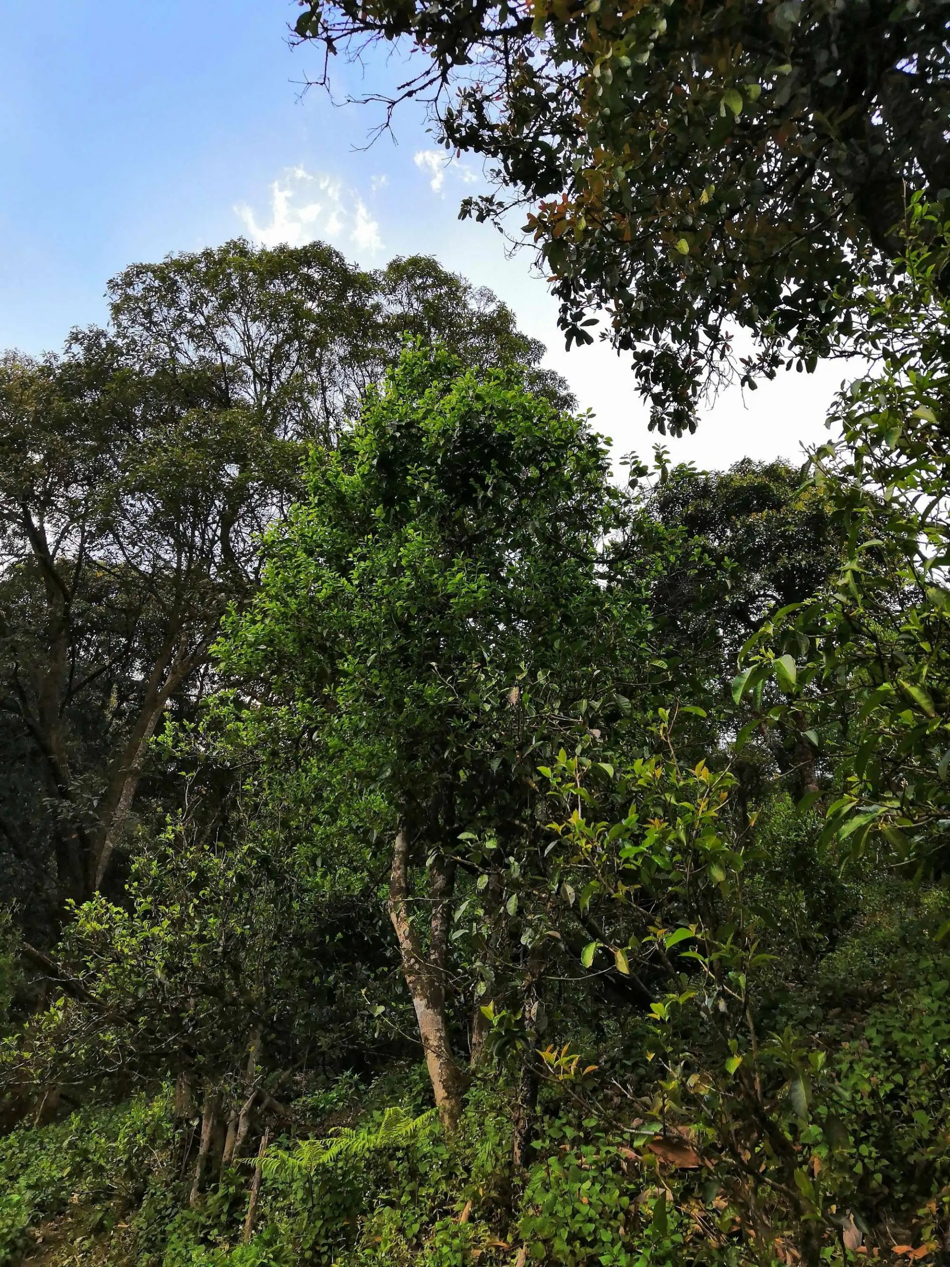 古樹茶的市場，未來該如何發(fā)展？