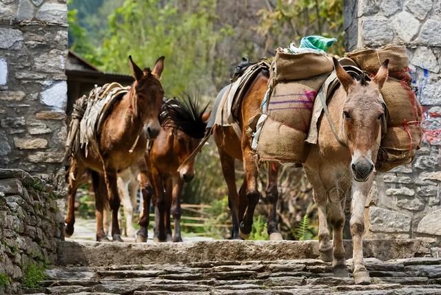秘茶馬古道的起源 茶馬古道的歷史發(fā)展