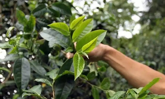 云南大葉種和小葉種是一個(gè)品種嗎？?jī)烧哂泻蝺?yōu)勢(shì)？