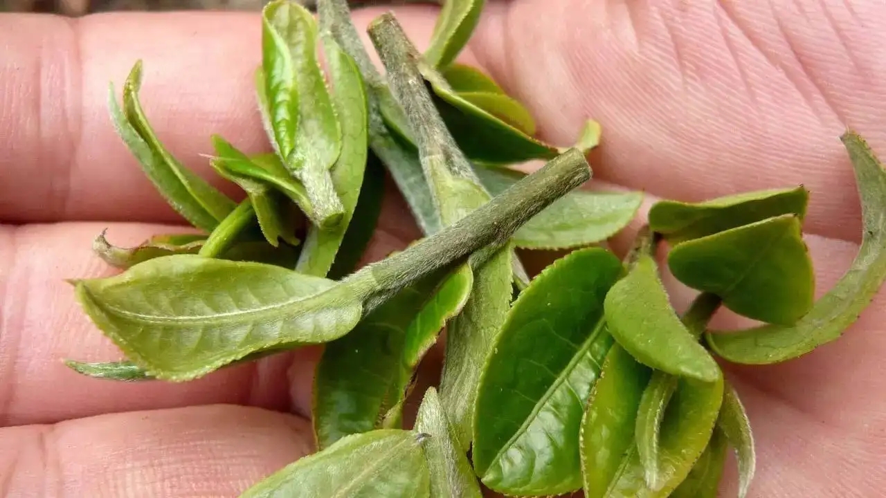 云南大葉種曬青毛茶，是什么茶？