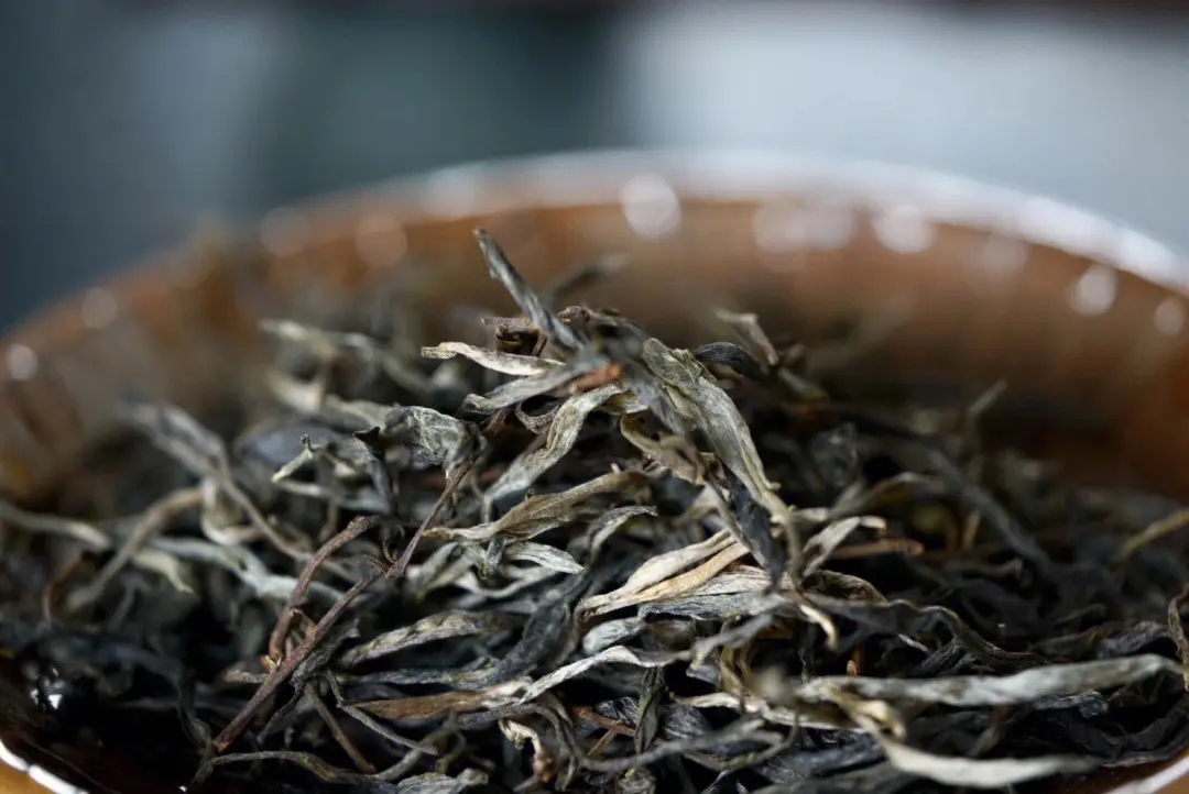 2023年老班章古樹春茶口感！