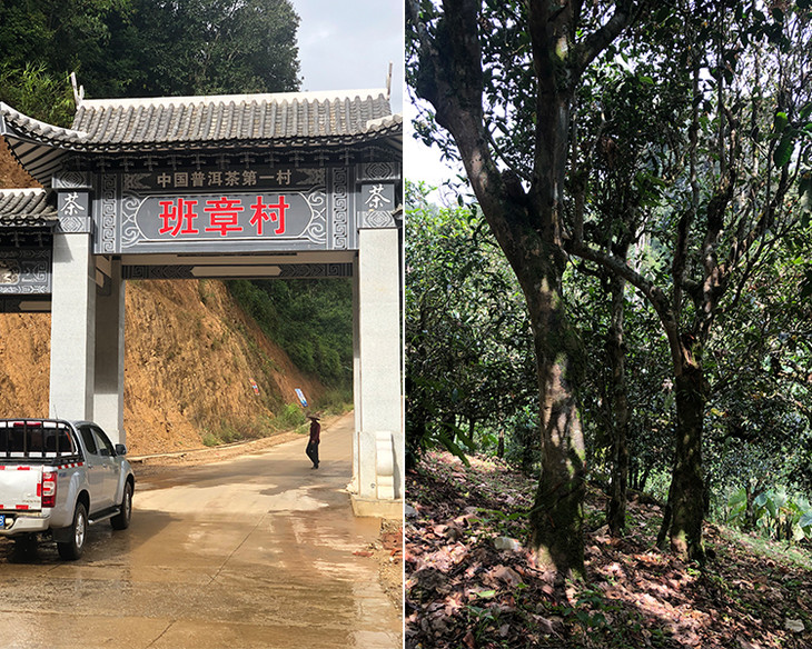 2023年新班章古樹春茶品質(zhì)怎么樣？