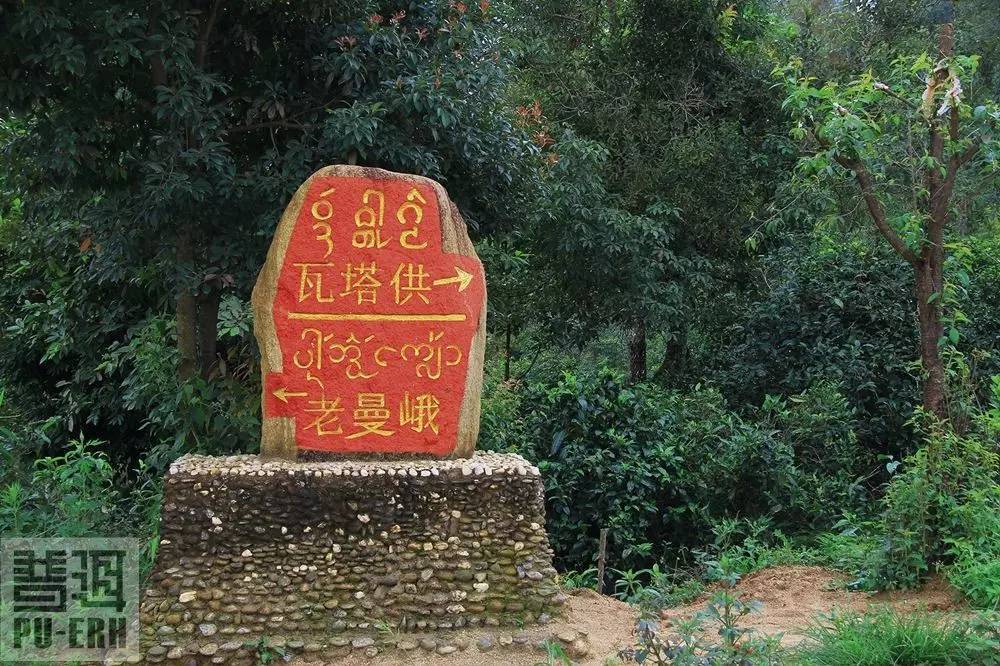 2023年老曼峨古樹(shù)春茶特點(diǎn)是什么？