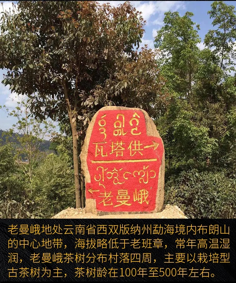 2023年老曼峨古樹(shù)春茶口感？