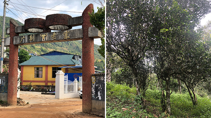 2023年廣別老寨古樹春茶多少錢一公斤？