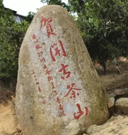 2023年賀開古樹春茶品質(zhì)如何？