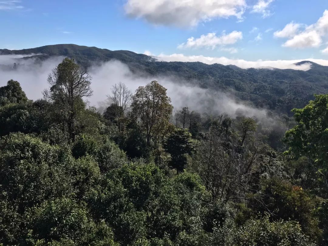 2023年賀開古樹春茶特點(diǎn)是什么？