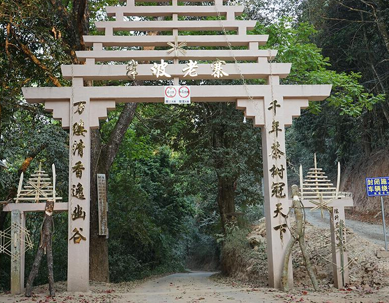 2023年半坡老寨古樹春茶品質(zhì)？