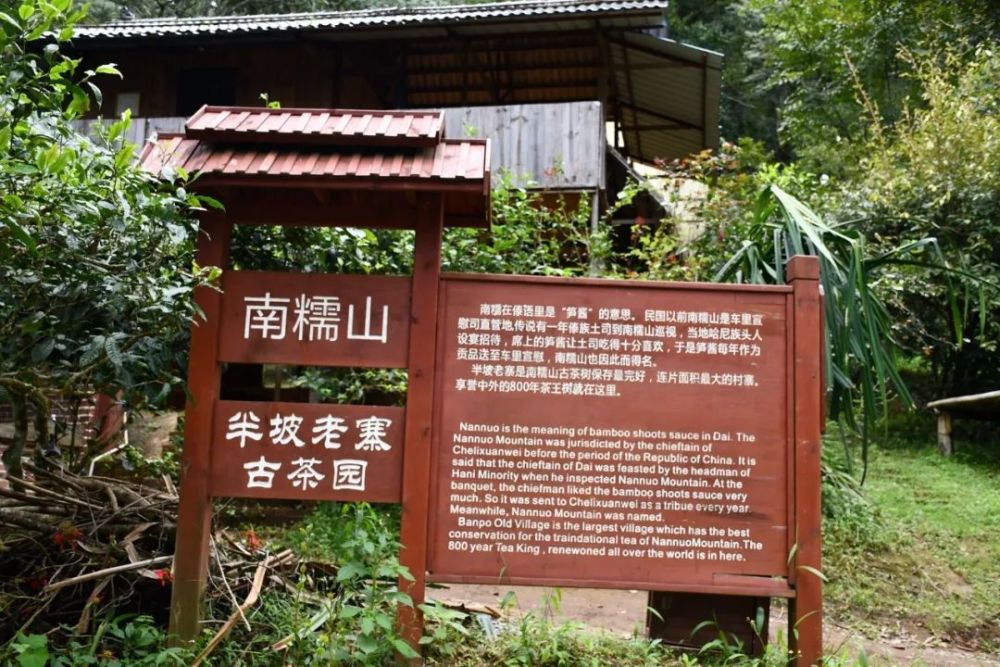 2023年半坡老寨古樹春茶口感是什么？