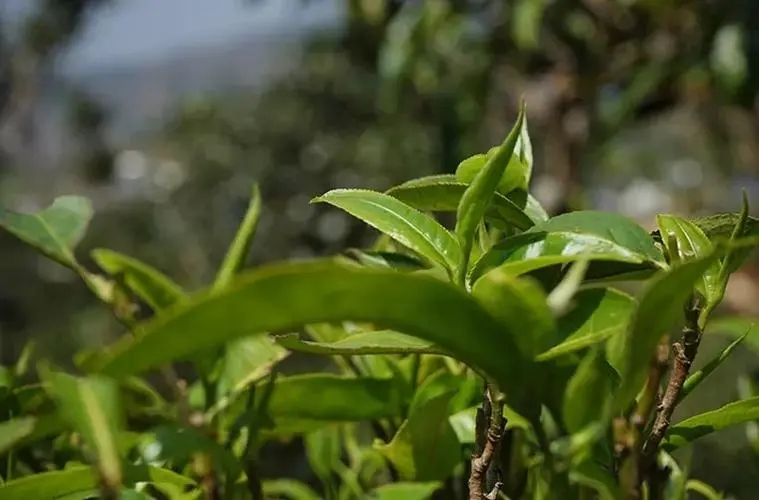 2023年那卡古樹春茶多少錢一公斤？