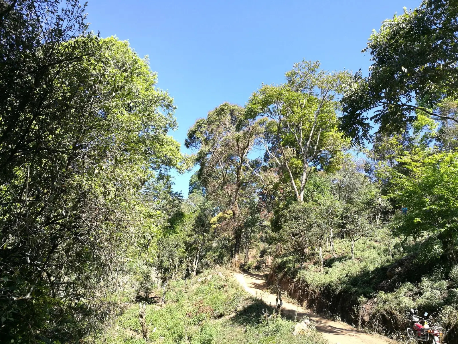 2023年保塘老寨古樹春茶口感是什么？